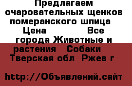 Предлагаем очаровательных щенков померанского шпица › Цена ­ 15 000 - Все города Животные и растения » Собаки   . Тверская обл.,Ржев г.